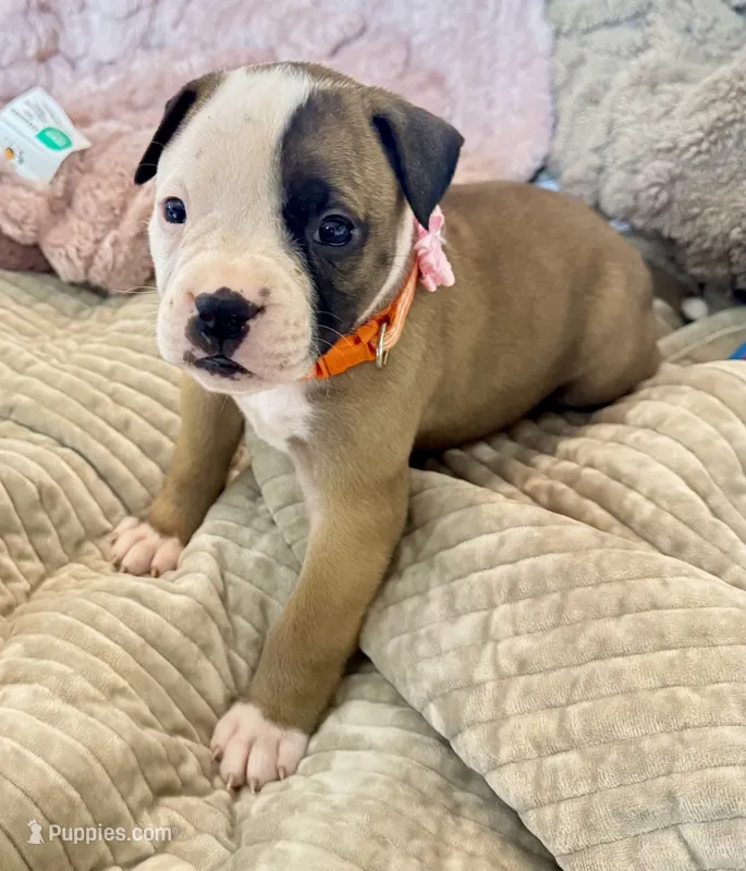 NKC Ellie Sue, a female American Bulldog for sale in Mcdonough, GA – 1 of 9