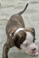 Cletus – The Happy-Go-Lucky Heart Stealer, a male American Bulldog for sale in Mcdonough, GA – 10 of 10