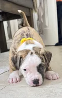 Daisy May the Gentle Giant, a female American Bulldog for sale in Mcdonough, GA – 1 of 8