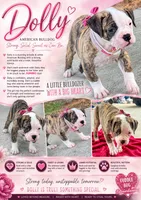     Big Boned Bulldog Beauty • Dolly, a female American Bulldog for sale in Mcdonough, GA – 2 of 10