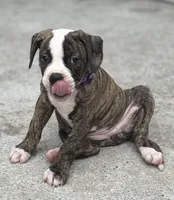 💜Jolene The Quiet Confidence Of A True Companion, a female American Bulldog for sale in Mcdonough, GA – 8 of 8
