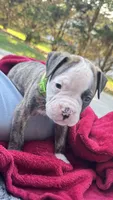 Cletus, a male American Bulldog for sale in Mcdonough, GA – 5 of 8