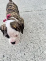     Big Boned Bulldog Beauty • Dolly, a female American Bulldog for sale in Mcdonough, GA – 6 of 10