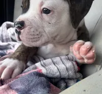 About Waylon — The Shotgun Rider 🤎🚙, a male American Bulldog for sale in Mcdonough, GA – 6 of 10