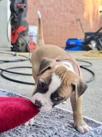 Sadie Ray, a female American Bulldog for sale in Mcdonough, GA – 5 of 9