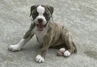 Lula Belle The little angel with the big ♥️, a female American Bulldog for sale in Mcdonough, GA – 10 of 10
