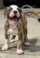 Lula Belle The little angel with the big ♥️, a female American Bulldog for sale in Mcdonough, GA – 2 of 10