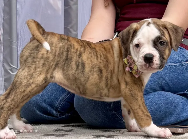 Ultra Rare Tiger Stripe Brindle American Bulldog Daisy May – American Bulldog puppy for sale in Mcdonough, GA