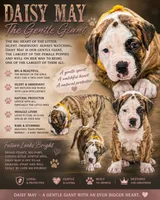 Daisy May the Gentle Giant, a female American Bulldog for sale in Mcdonough, GA – 7 of 8