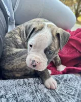 Cletus, a male American Bulldog for sale in Mcdonough, GA – 3 of 8