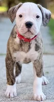 💙Bo ~ Built For Love ❤️ Ready For Family 💙 READY NOW! , a male American Bulldog for sale in Mcdonough, GA – 10 of 10