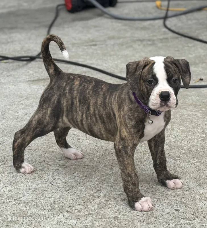 💜Jolene The Quiet Confidence Of A True Companion – American Bulldog puppy for sale in Mcdonough, GA