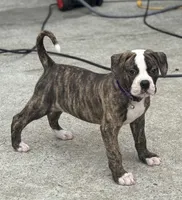 💜Jolene The Quiet Confidence Of A True Companion, a female American Bulldog for sale in Mcdonough, GA – 1 of 8