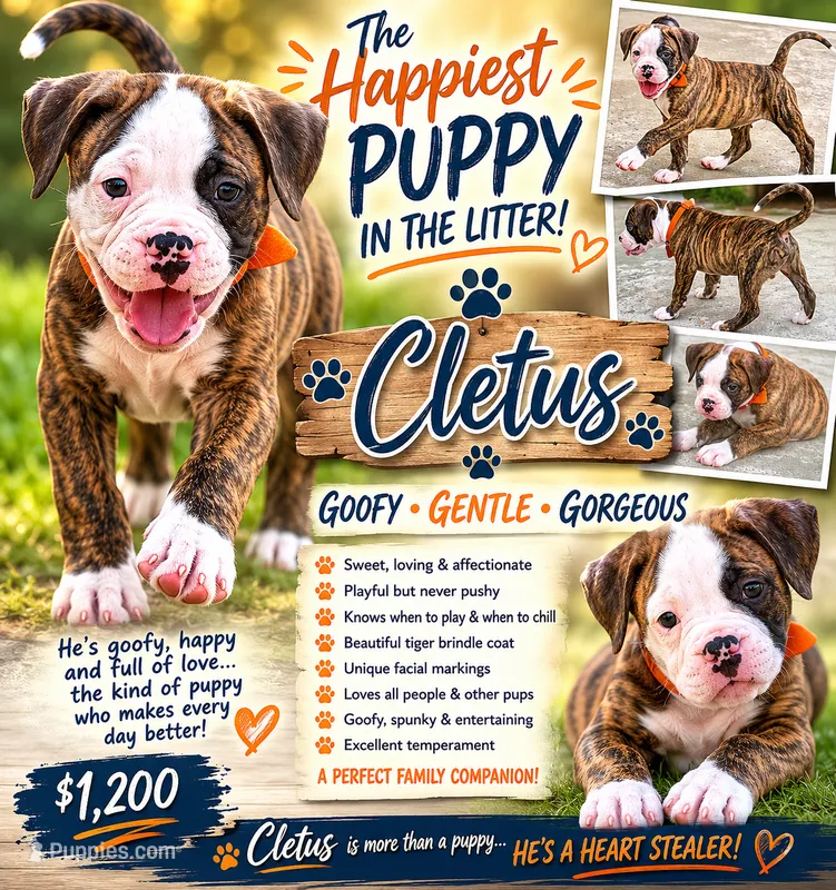 Cletus – The Happy-Go-Lucky Heart Stealer – American Bulldog puppy for sale in Mcdonough, GA
