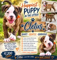 Cletus – The Happy-Go-Lucky Heart Stealer, a male American Bulldog for sale in Mcdonough, GA – 1 of 10