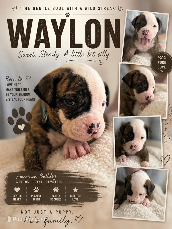 Waylon – NKC Registered American Bulldog Puppy – American Bulldog puppy for sale in Mcdonough, GA