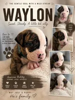 Waylon – NKC Registered American Bulldog Puppy, a male American Bulldog for sale in Mcdonough, GA – 1 of 7