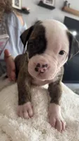 Waylon – NKC Registered American Bulldog Puppy, a male American Bulldog for sale in Mcdonough, GA – 5 of 7