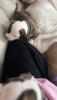 Waylon – NKC Registered American Bulldog Puppy, a male American Bulldog for sale in Mcdonough, GA – 7 of 7