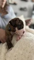 Waylon – NKC Registered American Bulldog Puppy, a male American Bulldog for sale in Mcdonough, GA – 2 of 7