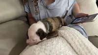 Waylon – NKC Registered American Bulldog Puppy, a male American Bulldog for sale in Mcdonough, GA – 4 of 7