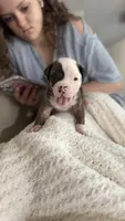 Waylon – NKC Registered American Bulldog Puppy, a male American Bulldog for sale in Mcdonough, GA – 6 of 7