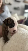 Waylon – NKC Registered American Bulldog Puppy, a male American Bulldog for sale in Mcdonough, GA – 3 of 7