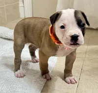 NKC Ellie Sue, a female American Bulldog for sale in Mcdonough, GA – 3 of 9