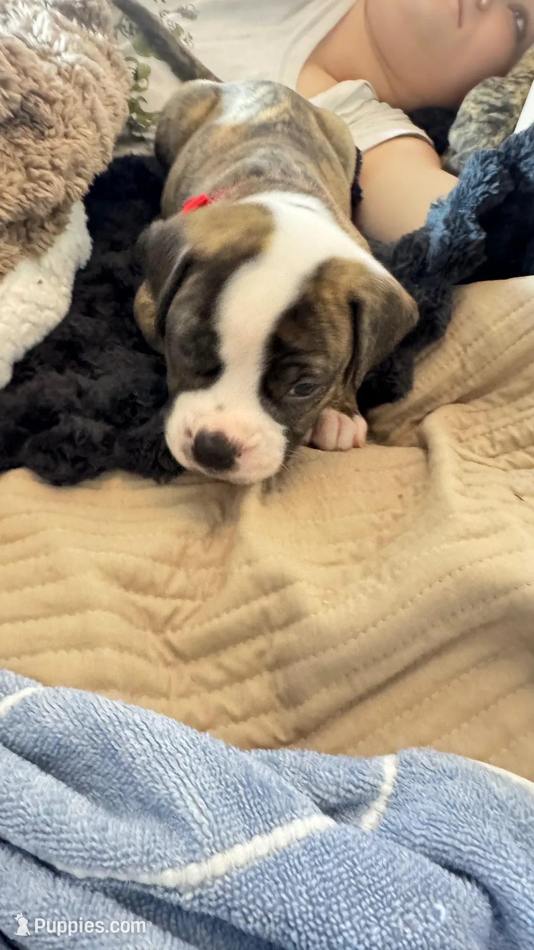 Roscoe ~ NKC American Bulldog puppy, a male American Bulldog for sale in Mcdonough, GA – 4 of 10