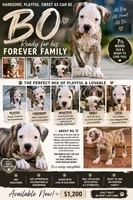 💙Bo ~ Built For Love ❤️ Ready For Family 💙 READY NOW! , a male American Bulldog for sale in Mcdonough, GA – 2 of 10