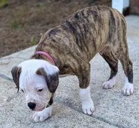 💙Bo ~ Built For Love ❤️ Ready For Family 💙 READY NOW! , a male American Bulldog for sale in Mcdonough, GA – 4 of 10