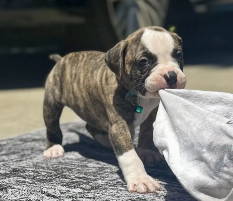 Talkative Little Sweetheart ~ Lula Belle – American Bulldog puppy for sale in Mcdonough, GA