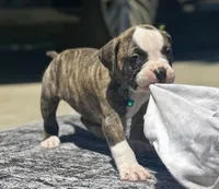 Talkative Little Sweetheart ~ Lula Belle, a female American Bulldog for sale in Mcdonough, GA – 1 of 9