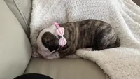 Dolly, a female American Bulldog for sale in Mcdonough, GA – 5 of 5