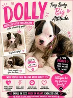 Dolly, a female American Bulldog for sale in Mcdonough, GA – 1 of 5