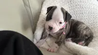 Dolly, a female American Bulldog for sale in Mcdonough, GA – 2 of 5