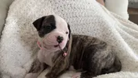 Dolly, a female American Bulldog for sale in Mcdonough, GA – 4 of 5