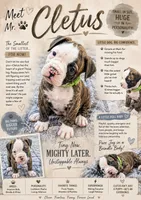 Cletus, a male American Bulldog for sale in Mcdonough, GA – 1 of 8