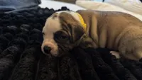 Daisy May, a female American Bulldog for sale in Mcdonough, GA – 4 of 10