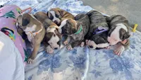 Daisy May, a female American Bulldog for sale in Mcdonough, GA – 6 of 10