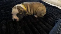 Daisy May, a female American Bulldog for sale in Mcdonough, GA – 7 of 10