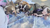 Daisy May, a female American Bulldog for sale in Mcdonough, GA – 3 of 10