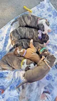 Daisy May, a female American Bulldog for sale in Mcdonough, GA – 8 of 10