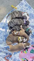 Daisy May, a female American Bulldog for sale in Mcdonough, GA – 9 of 10