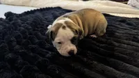 Daisy May, a female American Bulldog for sale in Mcdonough, GA – 2 of 10