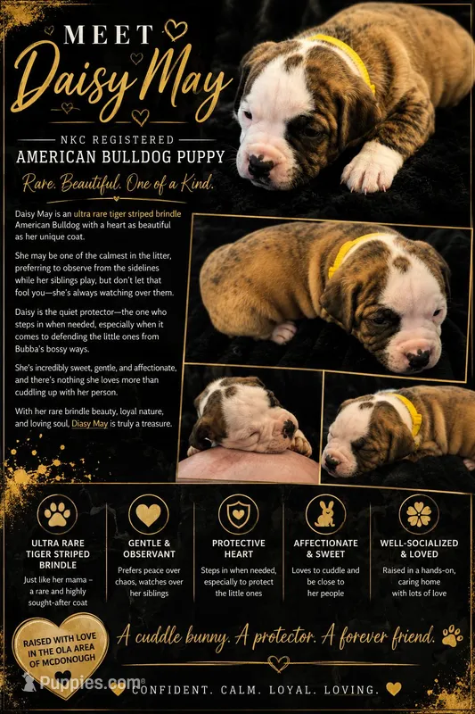 Daisy May – American Bulldog puppy for sale in Mcdonough, GA