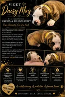 Daisy May, a female American Bulldog for sale in Mcdonough, GA – 1 of 10