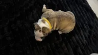 Daisy May, a female American Bulldog for sale in Mcdonough, GA – 5 of 10