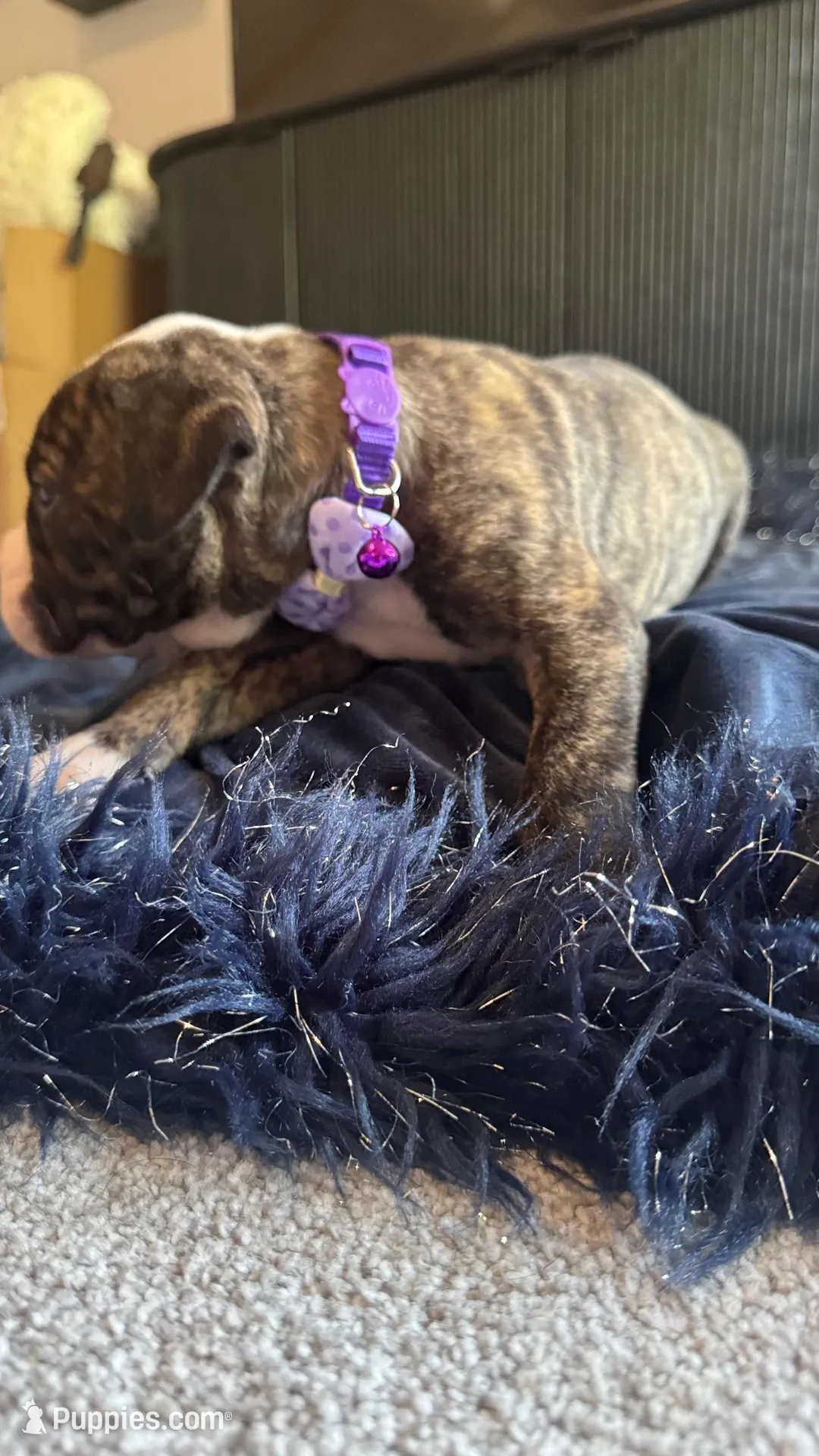 Jolene, a female American Bulldog for sale in Mcdonough, GA – 5 of 6