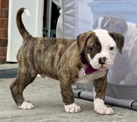 Meet Waylon… the puppy that quietly stole the spotlight, a male American Bulldog for sale in Mcdonough, GA – 6 of 10